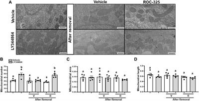 Mitophagy regulates mitochondrial number following pharmacological induction of mitochondrial biogenesis in renal proximal tubule cells